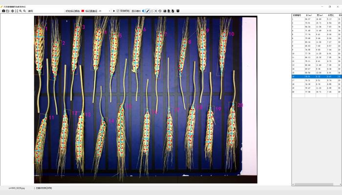 萬(wàn)深SC-T型小麥穗形粒數(shù)考種儀，又稱(chēng)麥穗考種儀，麥穗形態(tài)測(cè)量?jī)x，麥穗形態(tài)分析儀。由800萬(wàn)像素自動(dòng)對(duì)焦拍攝箱體、智能化小麥穗形粒數(shù)測(cè)長(zhǎng)考種分析軟件、麥穗放置與尺寸標(biāo)定板等組成。是免培訓(xùn)的傻瓜式分析儀，專(zhuān)用于小麥快速測(cè)產(chǎn)與育種考種。